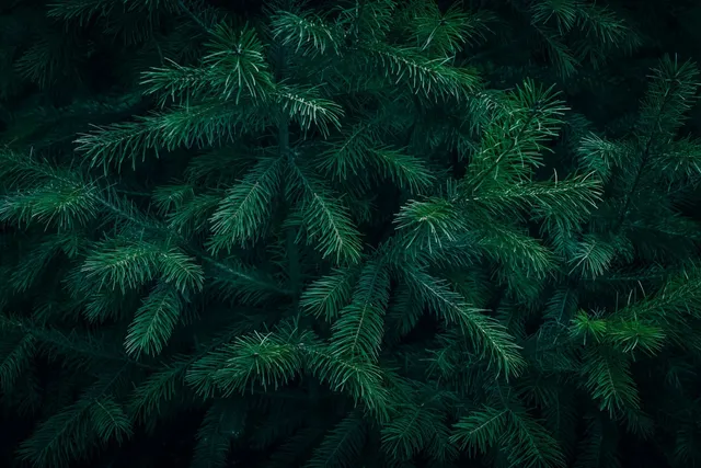 Douglas : définition, marque, personne ou sapin